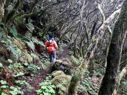 Ruta de los Carboneros en El Hierro